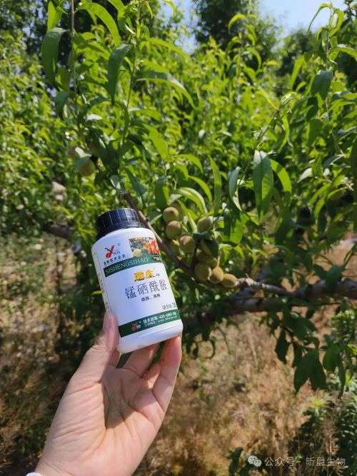 作物溃疡腐烂不用怕，就用昕爵逆生4号