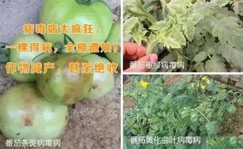 有了昕爵新缉·毒，作物病毒病防治并不难