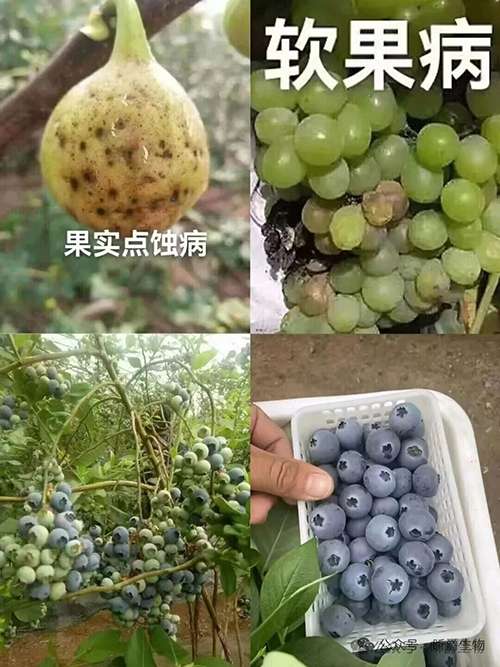 软果裂果就用昕爵有机硅钙